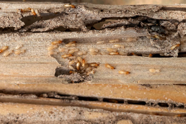 Wasp Removal Services in Sebastopol, CA