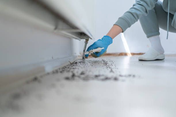 Best Termite Control Services  in Sebastopol, CA